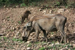 Warthog with cub | Warzenschwein mit Jungtier | Awash National Park
