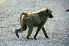 Olive baboon | Anubispavian | Awash National Park