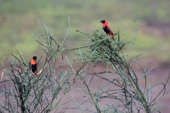 Northern red bishop | Feuerwida, Feuerweber | Lake Basaka