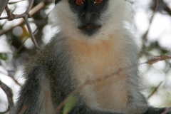 Grivet (Chlorocebus aethiops) | Grüne Meerkatze | Awash National Park
