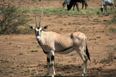 Oryx | Oryxantilope | Awash National Park