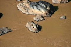 Crocodile at sunbed in Awash river | Krokokil im Awash-Fluss