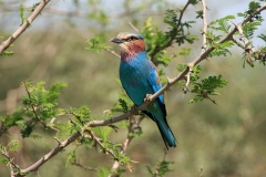 Blue-breasted roller | Gabelracke | Awash National Park