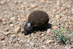 Scarabaeus sacer | Heiliger Pillendreher | Awash National Park