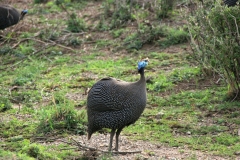 Guinea fowl | Perlhuhn | Awash National Park