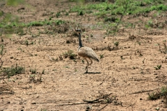 Senegal Bustard | Senegaltrappe | Awash National Park