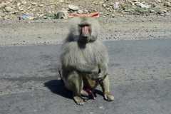 Olive baboon | Anubispavian | south-west of Dire Dawa