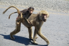 Olive baboon mother with cub | Anubispavian mit Jungtier | south-west of Dire Dawa