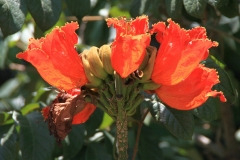 African Tuliptree | Afrikanischer Tulpenbaum | Dire Dawa