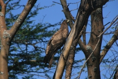 Eagle | Adler | Abijata Shalla Lakes National Park