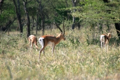 Grant's gazelles | Grant-Gazellen | Abijata Shalla Lakes National Park