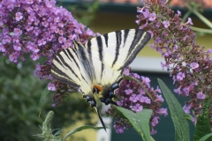 fauna