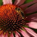 Bee on Echinacea | Biene auf Sonnenhut