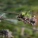 Grasshoper on lavender | Heuschrecke auf Lavendel