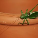 Grasshoper | Wachauer Heuschrecke