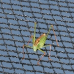 Grasshoper in net | Heuschrecke im Netz