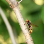 Climbing hornet | Hornisse