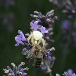 Crab spider with prey | Krabbenspinne