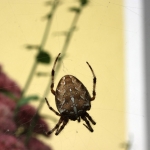 Cross spider | Kreuzspinne