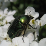 Green rose chafer | Rosenkäfer