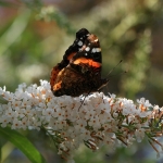 Butterfly on butterfly bush | Schmetterling auf Sommerflieder