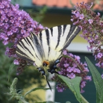 Scarce swallowtail | Segelfalter