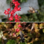 Hummingbird hawk-moth | Taubenschwänzchen bei der Nahrungsaufnahme