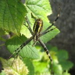 Wasp spider | Wesenspinne