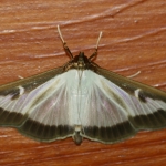 Box tree moth (Cydalima perspectalis) | Buchsbaumzünsler